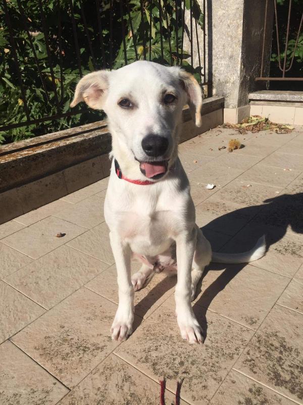 Denver Cucciolo Taglia Media